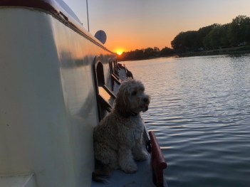 Brody in Courcelles les Lens enjoying the sunset