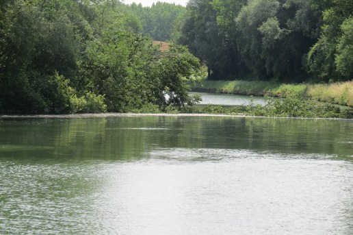 20180705 Fallen Tree 1