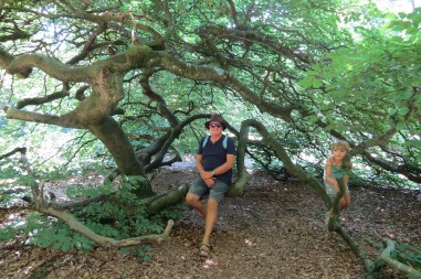 20180724 07 - Verzay Forest