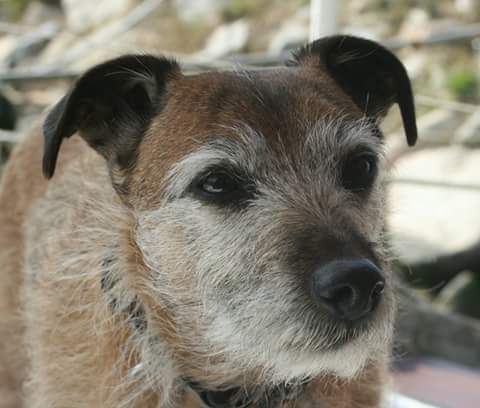 Skipper, Bosun's buddy