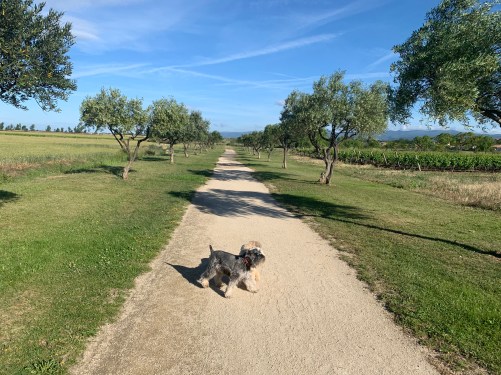 20190530 01 Towards the Lake at Homps