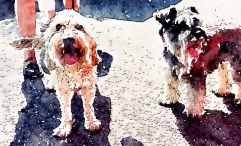 20190720 01 Model Dogs