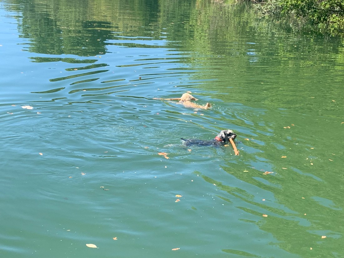 20190810 06 Boys Swimming in The Herault