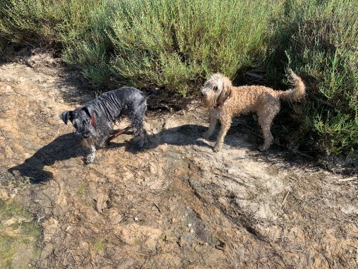 20190817 07 an Etang off the Canal
