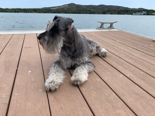 20190901 - 02 Not a bad home cut