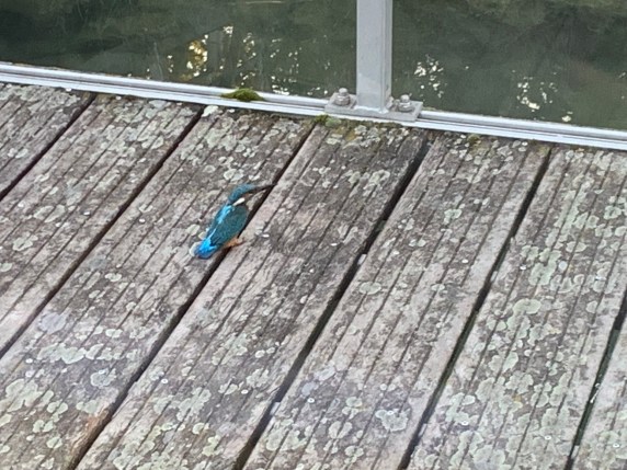 20190909 01 Kingfishers at Andancette