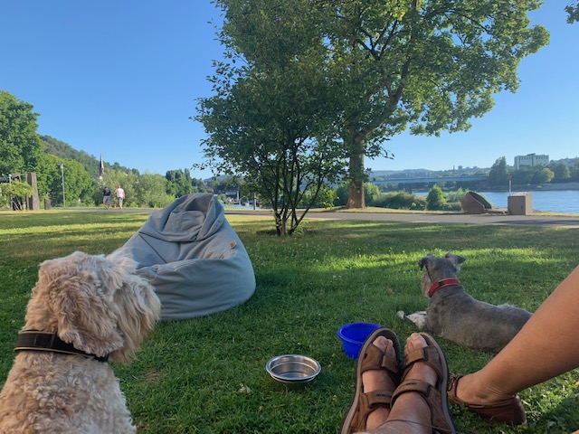 20200731 04 - Overlooking the Rhein and Koblenz